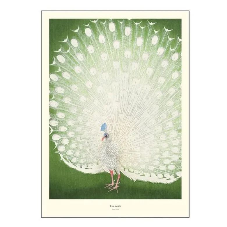 A.P. Atelier poster 30x40 cm peacock