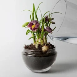 Grow urtepotte liten