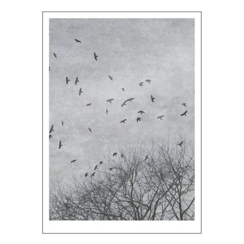 Ingrey Studio poster 50x70 cm crows