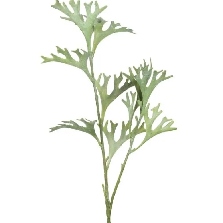 Älghornsbräken 50 cm grønn