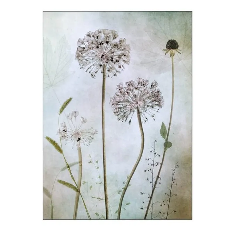Mandy Disher poster 50x70 cm allium
