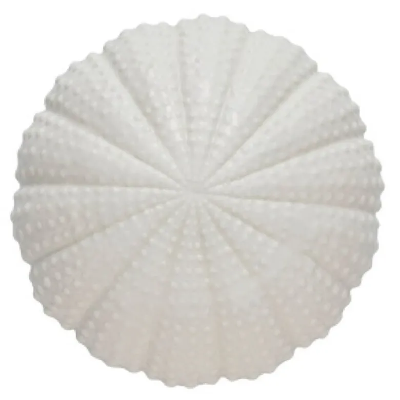 Shellille dekorasjon 8 cm hvit