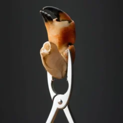 Skalldyretang 20 cm stål