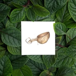 Små kunstkort turkopp